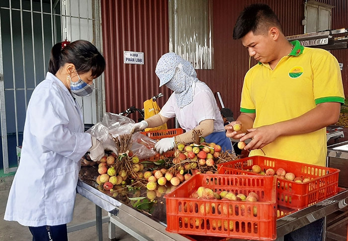 Utilizing domestic market for lychee consumption